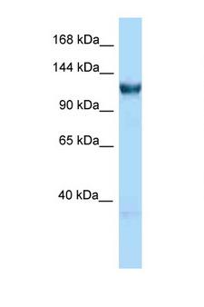 GTF3C3 Antibody - GTF3C3 antibody Western blot of Rat Liver lysate. Antibody concentration 1 ug/ml.  This image was taken for the unconjugated form of this product. Other forms have not been tested.
