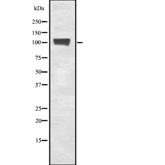GTF3C3 Antibody - Western blot analysis of TF3C3 using COS7 whole cells lysates