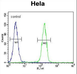 GTF3C4 Antibody - TFIIIC90 Antibody flow cytometry of HeLa cells (right histogram) compared to a negative control cell (left histogram). FITC-conjugated goat-anti-rabbit secondary antibodies were used for the analysis.