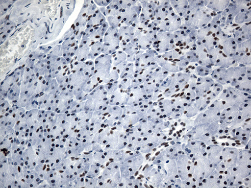 GTF3C4 Antibody - Immunohistochemical staining of paraffin-embedded Human pancreas tissue within the normal limits using anti-GTF3C4 mouse monoclonal antibody. (Heat-induced epitope retrieval by 1mM EDTA in 10mM Tris buffer. (pH8.5) at 120°C for 3 min. (1:500)