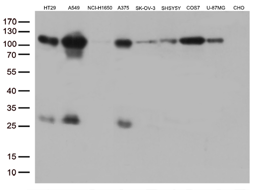 GTF3C4 Antibody - Western blot analysis of extracts. (35ug) from 9 different cell lines by using anti-GTF3C4 monoclonal antibody. (1:500)