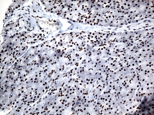 GTF3C4 Antibody - Immunohistochemical staining of paraffin-embedded Human pancreas tissue within the normal limits using anti-GTF3C4 mouse monoclonal antibody. (Heat-induced epitope retrieval by 1mM EDTA in 10mM Tris buffer. (pH8.5) at 120°C for 3 min. (1:500)