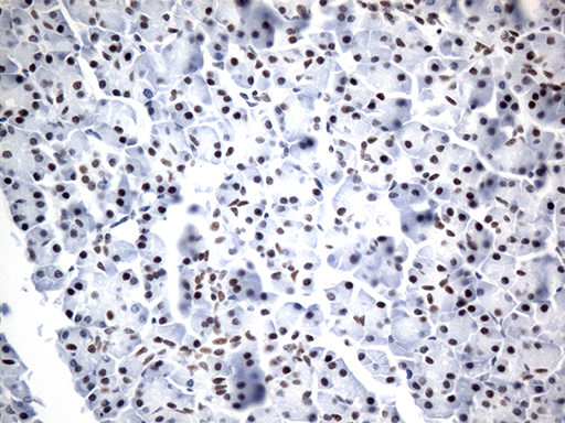 GTF3C4 Antibody - Immunohistochemical staining of paraffin-embedded Human pancreas tissue within the normal limits using anti-GTF3C4 mouse monoclonal antibody. (Heat-induced epitope retrieval by 1mM EDTA in 10mM Tris buffer. (pH8.5) at 120°C for 3 min. (1:750)