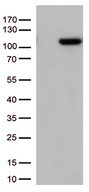 GTF3C4 Antibody - HEK293T cells were transfected with the pCMV6-ENTRY control. (Left lane) or pCMV6-ENTRY GTF3C4. (Right lane) cDNA for 48 hrs and lysed. Equivalent amounts of cell lysates. (5 ug per lane) were separated by SDS-PAGE and immunoblotted with anti-GTF3C4. (1:500)