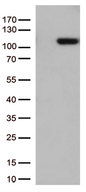 GTF3C4 Antibody - HEK293T cells were transfected with the pCMV6-ENTRY control. (Left lane) or pCMV6-ENTRY GTF3C4. (Right lane) cDNA for 48 hrs and lysed. Equivalent amounts of cell lysates. (5 ug per lane) were separated by SDS-PAGE and immunoblotted with anti-GTF3C4. (1:500)