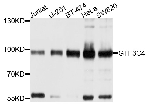 GTF3C4 Antibody - Western blot analysis of extracts of various cells.