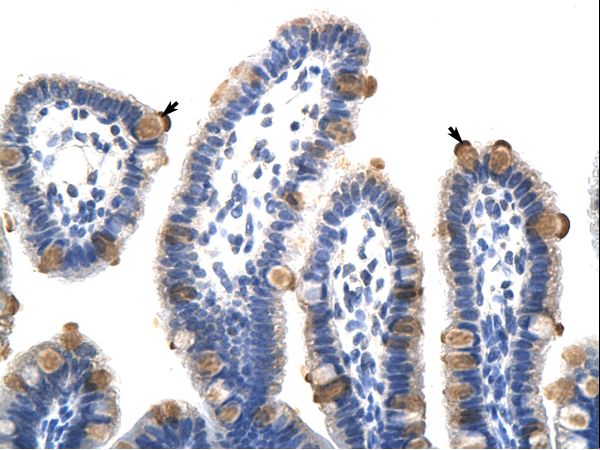 GTF3C5 Antibody - GTF3C5 antibody ARP38951_P050-NP_036219-GTF3C5 (general transcription factor IIIC, polypeptide 5, 63kDa) Antibody was used in IHC to stain formalin-fixed, paraffin-embedded human intestine.  This image was taken for the unconjugated form of this product. Other forms have not been tested.