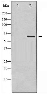 GTPase Activating Protein (GAP) Antibody - Western blot of GTPase Activating Protein phosphorylation expression in COS7 whole cell lysates,The lane on the left is treated with the antigen-specific peptide.