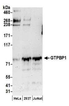 GTPBP1 / GP1 Antibody - Detection of human GTPBP1 by western blot. Samples: Whole cell lysate (50 µg) from HeLa, HEK293T, and Jurkat cells prepared using NETN lysis buffer. Antibodies: Affinity purified rabbit anti-GTPBP1 antibody used for WB at 0.1 µg/ml. Detection: Chemiluminescence with an exposure time of 3 minutes.
