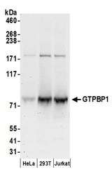GTPBP1 / GP1 Antibody - Detection of human GTPBP1 by western blot. Samples: Whole cell lysate (50 µg) from HeLa, HEK293T, and Jurkat cells prepared using NETN lysis buffer. Antibodies: Affinity purified rabbit anti-GTPBP1 antibody used for WB at 0.1 µg/ml. Detection: Chemiluminescence with an exposure time of 30 seconds.