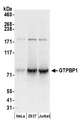 GTPBP1 / GP1 Antibody - Detection of human GTPBP1 by western blot. Samples: Whole cell lysate (50 µg) from HeLa, HEK293T, and Jurkat cells prepared using NETN lysis buffer. Antibodies: Affinity purified rabbit anti-GTPBP1 antibody used for WB at 0.1 µg/ml. Detection: Chemiluminescence with an exposure time of 30 seconds.