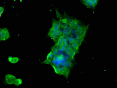 GTPBP1 / GP1 Antibody - Immunofluorescence staining of 293 cells at a dilution of 1:166, counter-stained with DAPI. The cells were fixed in 4% formaldehyde, permeabilized using 0.2% Triton X-100 and blocked in 10% normal Goat Serum. The cells were then incubated with the antibody overnight at 4 °C.The secondary antibody was Alexa Fluor 488-congugated AffiniPure Goat Anti-Rabbit IgG (H+L) .