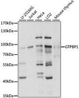 GTPBP1 / GP1 Antibody - Western blot analysis of extracts of various cell lines, using GTPBP1 antibody at 1:1000 dilution. The secondary antibody used was an HRP Goat Anti-Rabbit IgG (H+L) at 1:10000 dilution. Lysates were loaded 25ug per lane and 3% nonfat dry milk in TBST was used for blocking. An ECL Kit was used for detection and the exposure time was 3s.