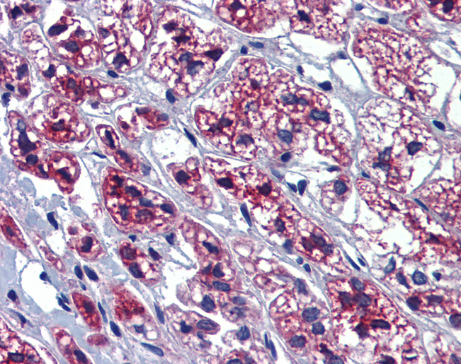 GTPBP10 Antibody - Anti-GTPBP10 antibody IHC of human adrenal. Immunohistochemistry of formalin-fixed, paraffin-embedded tissue after heat-induced antigen retrieval. Antibody concentration 5 ug/ml.  This image was taken for the unconjugated form of this product. Other forms have not been tested.