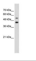 GTPBP2 Antibody - Jurkat Cell Lysate.  This image was taken for the unconjugated form of this product. Other forms have not been tested.