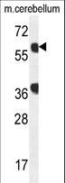 GTPBP2 Antibody - GTPBP2 Antibody western blot of mouse cerebellum tissue lysates (35 ug/lane). The GTPBP2 antibody detected the GTPBP2 protein (arrow).
