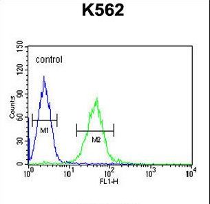GTPBP2 Antibody - GTPBP2 Antibody flow cytometry of K562 cells (right histogram) compared to a negative control cell (left histogram). FITC-conjugated goat-anti-rabbit secondary antibodies were used for the analysis.