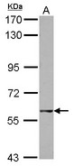 GTPBP2 Antibody - Sample (30 ug of whole cell lysate) A: 293T 7.5% SDS PAGE GTPBP2 antibody diluted at 1:500