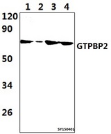 GTPBP2 Antibody - Western blot of GTPBP2 antibody at 1:1000 dilution. Lane 1: JURKAT whole cell lysate (56ug). Lane 2: THP-1 whole cell lysate (42ug). Lane 3: The Thymus whole cell lysate of Rat (39ug). Lane 4: The Testis tissue lysate of Mouse (47ug).