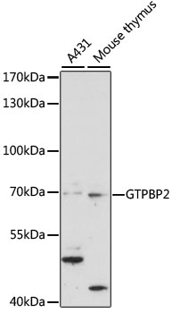 GTPBP2 Antibody - Western blot analysis of extracts of various cell lines, using GTPBP2 antibody at 1:1000 dilution. The secondary antibody used was an HRP Goat Anti-Rabbit IgG (H+L) at 1:10000 dilution. Lysates were loaded 25ug per lane and 3% nonfat dry milk in TBST was used for blocking. An ECL Kit was used for detection and the exposure time was 60s.