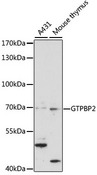 GTPBP2 Antibody - Western blot analysis of extracts of various cell lines, using GTPBP2 antibody at 1:1000 dilution. The secondary antibody used was an HRP Goat Anti-Rabbit IgG (H+L) at 1:10000 dilution. Lysates were loaded 25ug per lane and 3% nonfat dry milk in TBST was used for blocking. An ECL Kit was used for detection and the exposure time was 60s.