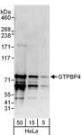 GTPBP4 Antibody - Detection of Human GTPBP4 by Western Blot. Samples: Whole cell lysate (5, 15 and 50 ug) from HeLa cells. Antibodies: Affinity purified rabbit anti-GTPBP4 antibody used for WB at 0.4 ug/ml. Detection: Chemiluminescence with an exposure time of 10 seconds.