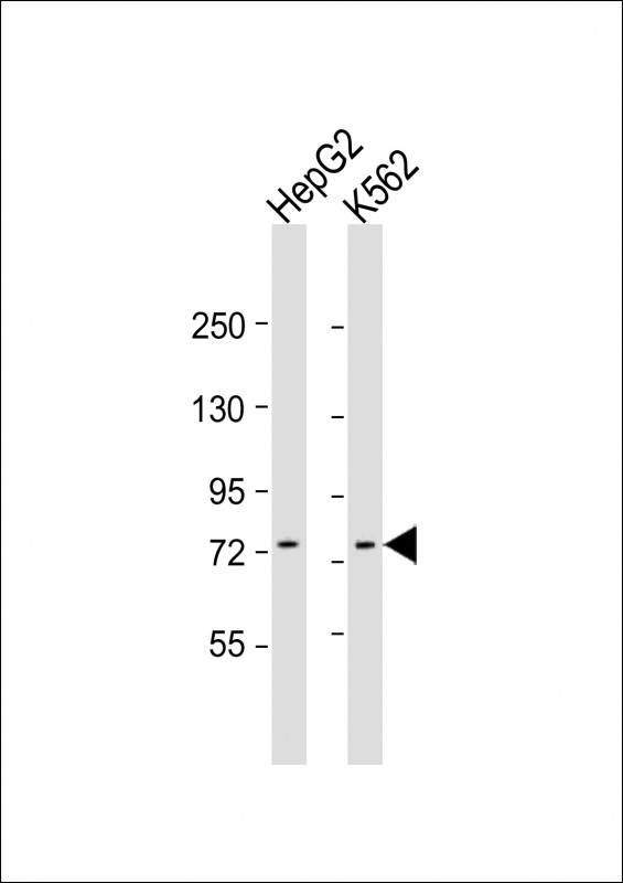 GTPBP4 Antibody - All lanes: Anti-GTPBP4 Antibody (C-Term) at 1:1000 dilution. Lane 1: HepG2 whole cell lysate. Lane 2: K562 whole cell lysate Lysates/proteins at 20 ug per lane. Secondary Goat Anti-Rabbit IgG, (H+L), Peroxidase conjugated at 1:10000 dilution. Predicted band size: 74 kDa. Blocking/Dilution buffer: 5% NFDM/TBST.