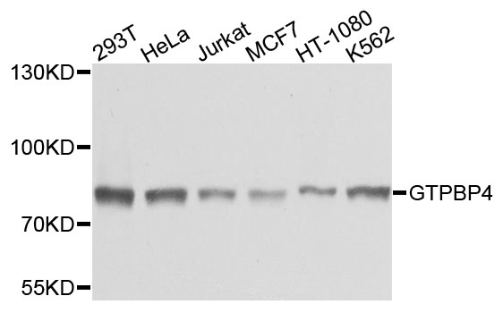 GTPBP4 Antibody - Western blot analysis of extracts of various cells.