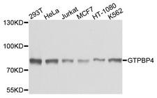 GTPBP4 Antibody - Western blot analysis of extracts of various cells.