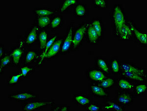 GTPBP4 Antibody - Immunofluorescent analysis of Hela cells at a dilution of 1:100 and Alexa Fluor 488-congugated AffiniPure Goat Anti-Rabbit IgG(H+L)