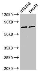 GTPBP4 Antibody - Positive Western Blot detected in HEK293 whole cell lysate, HepG2 whole cell lysate. All lanes: GTPBP4 antibody at 3 µg/ml Secondary Goat polyclonal to rabbit IgG at 1/50000 dilution. Predicted band size: 74, 69, 61 KDa. Observed band size: 74 KDa
