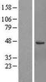 GTPBP6 Protein - Western validation with an anti-DDK antibody * L: Control HEK293 lysate R: Over-expression lysate