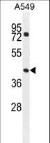 GTPBP8 / HSPC135 Antibody - GTPBP8 Antibody western blot of A549 cell line lysates (35 ug/lane). The GTPBP8 antibody detected the GTPBP8 protein (arrow).