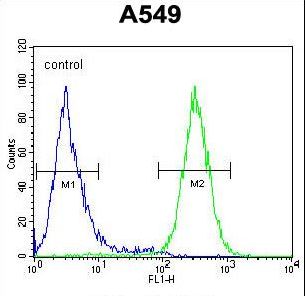 GTPBP8 / HSPC135 Antibody - GTPBP8 Antibody flow cytometry of A549 cells (right histogram) compared to a negative control cell (left histogram). FITC-conjugated goat-anti-rabbit secondary antibodies were used for the analysis.