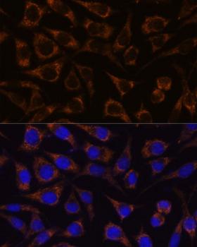 GTPBP8 / HSPC135 Antibody - Immunofluorescence analysis of L929 cells using GTPBP8 Polyclonal Antibody at dilution of 1:100.Blue: DAPI for nuclear staining.