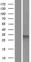 GTPBP8 / HSPC135 Protein - Western validation with an anti-DDK antibody * L: Control HEK293 lysate R: Over-expression lysate