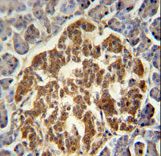 GTPCH1 / GCH1 Antibody - GCH1 Antibody immunohistochemistry of formalin-fixed and paraffin-embedded human pancreas followed by peroxidase-conjugated secondary antibody and DAB staining.