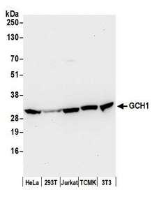 GTPCH1 / GCH1 Antibody - Detection of human and mouse GCH1 by western blot. Samples: Whole cell lysate (50 µg) from HeLa, HEK293T, Jurkat, mouse TCMK-1, and mouse NIH 3T3 cells prepared using NETN lysis buffer. Antibody: Affinity purified rabbit anti-GCH1 antibody used for WB at 0.1 µg/ml. Detection: Chemiluminescence with an exposure time of 10 seconds.