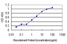 GTPCH1 / GCH1 Antibody - Detection limit for recombinant GST tagged GCH1 is approximately 0.3 ng/ml as a capture antibody.