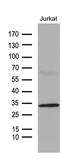 GTPCH1 / GCH1 Antibody - Western blot analysis of extracts. (35ug) from Jurkat cell line by using anti-GCH1 monoclonal antibody. (1:500)