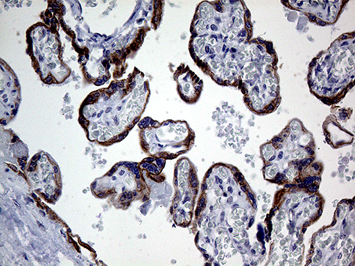 GTPCH1 / GCH1 Antibody - Immunohistochemical staining of paraffin-embedded Human placenta tissue within the normal limits using anti-GCH1 mouse monoclonal antibody. (Heat-induced epitope retrieval by 1mM EDTA in 10mM Tris buffer. (pH8.5) at 120 oC for 3 min. (1:500)