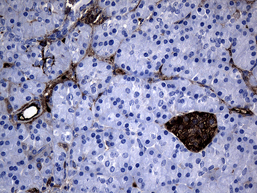 GTPCH1 / GCH1 Antibody - Immunohistochemical staining of paraffin-embedded Human pancreas tissue within the normal limits using anti-GCH1 mouse monoclonal antibody. (Heat-induced epitope retrieval by 1mM EDTA in 10mM Tris buffer. (pH8.5) at 120°C for 3 min. (1:500)