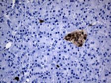 GTPCH1 / GCH1 Antibody - Immunohistochemical staining of paraffin-embedded Human pancreas tissue within the normal limits using anti-GCH1 mouse monoclonal antibody. (Heat-induced epitope retrieval by 1mM EDTA in 10mM Tris buffer. (pH8.5) at 120°C for 3 min. (1:500)