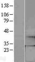 GTPCH1 / GCH1 Protein - Western validation with an anti-DDK antibody * L: Control HEK293 lysate R: Over-expression lysate