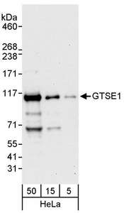 GTSE1 Antibody - Detection of Human GTSE1 by Western Blot. Samples: Whole cell lysate (5, 15 and 50 ug) from HeLa cells. Antibodies: Affinity purified rabbit anti-GTSE1 antibody used for WB at 0.04 ug/ml. Detection: Chemiluminescence with an exposure time of 30 seconds.