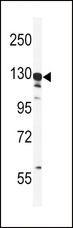 GTSE1 Antibody - Western blot of GTSE1 Antibody in HeLa cell line lysates (35 ug/lane). GTSE1 (arrow) was detected using the purified antibody.