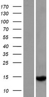 GTSF1L Protein - Western validation with an anti-DDK antibody * L: Control HEK293 lysate R: Over-expression lysate
