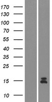 GUCA2A / Guanylin Protein - Western validation with an anti-DDK antibody * L: Control HEK293 lysate R: Over-expression lysate