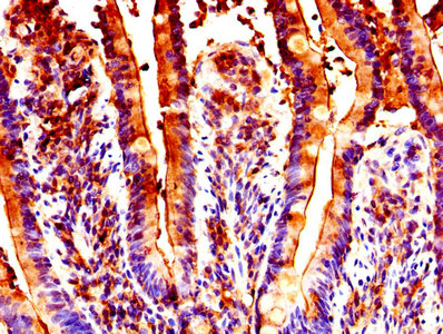GUCA2B / Uroguanylin Antibody - IHC image of GUCA2B Antibody diluted at 1:300 and staining in paraffin-embedded human small intestine tissue performed on a Leica BondTM system. After dewaxing and hydration, antigen retrieval was mediated by high pressure in a citrate buffer (pH 6.0). Section was blocked with 10% normal goat serum 30min at RT. Then primary antibody (1% BSA) was incubated at 4°C overnight. The primary is detected by a biotinylated secondary antibody and visualized using an HRP conjugated SP system.