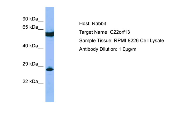 GUCD1 Antibody -  This image was taken for the unconjugated form of this product. Other forms have not been tested.